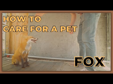 Vidéo: Pet Fox Care: les bases