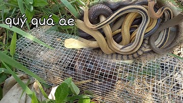 Bẫy rắn mùa gió chướng trời nắng kiếm được vài trăm mừng không thể tưởng | Cần gò Công