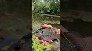 Fishing From the Bank at Nanny's! by Little Horse Creek Adventures 250 views 9 months ago 8 minutes, 56 seconds