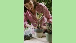 House plant care🪴 #houseplants #hobby #plantcare #planttips #plants #floweringplants #plantcare101 🪴