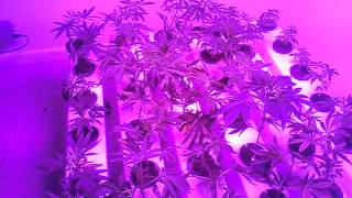 Aeroflo and black dog led grow