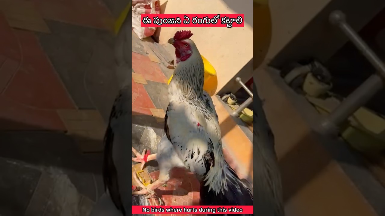 colour identification part-88 kodi nemali pingala 