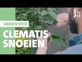 Intratuin  clematis snoeien