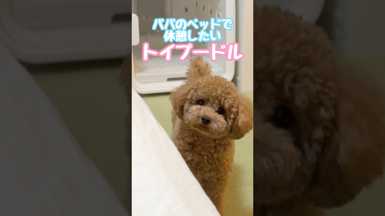 パパのベッドで休憩したいトイプードル #トイプードル #toypoodle