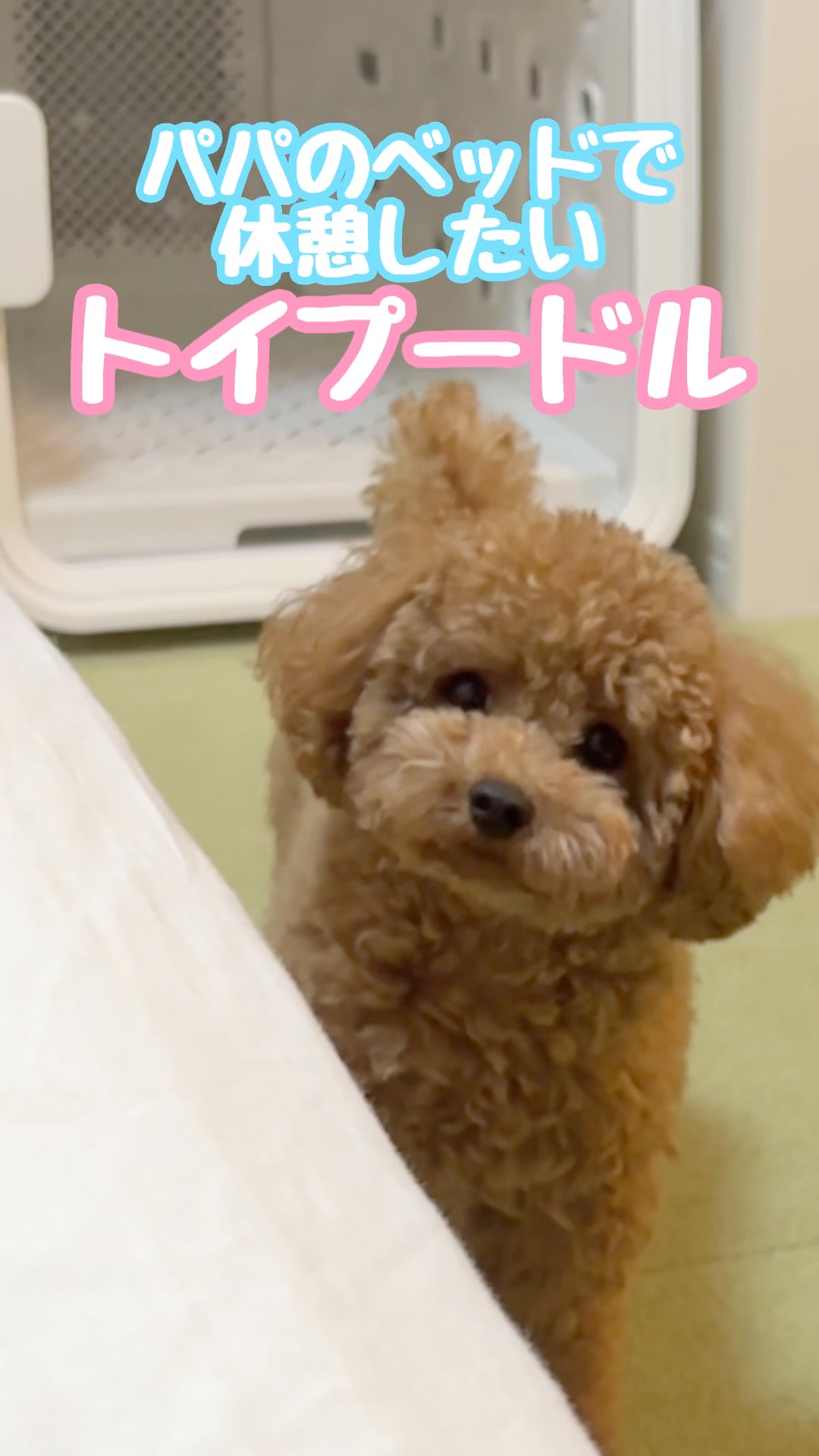 パパのベッドで休憩したいトイプードル #トイプードル #toypoodle