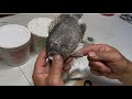 Taxidermy a Real Skin ROCKBASS/REDEYE Fish Part 4: Taping Fins & Pro Tips