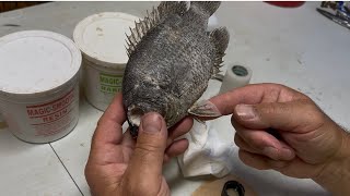 Taxidermy a Real Skin ROCKBASS/REDEYE Fish Part 4: Taping Fins &amp; Pro Tips