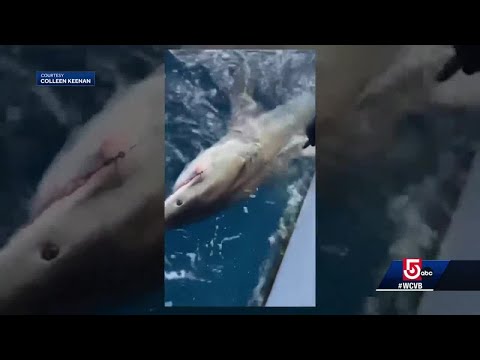 Mass. 12-year-old catches great white shark off Florida coast