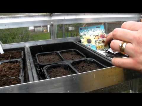 Video: Planting And Caring For Iberis (21 Photos): Growing A Flower From Seeds. When To Plant Annual Iberis Outdoors?