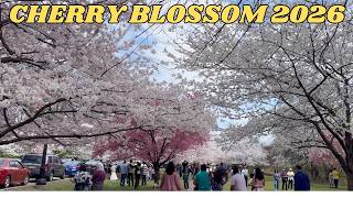 Cherry Blossom 2026 at Branch Brook Park Newark Spring in New Jersey USA