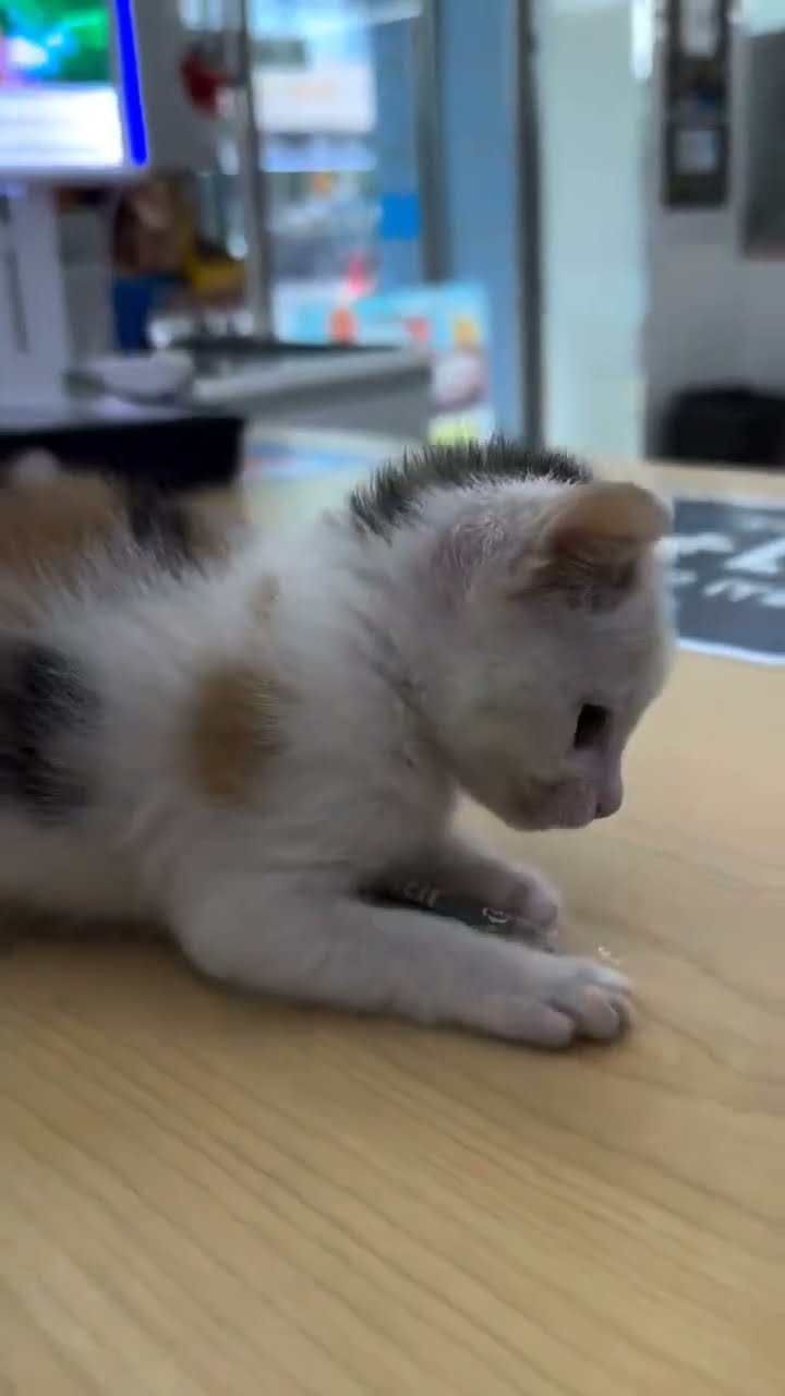 Bébé chaton très drôle