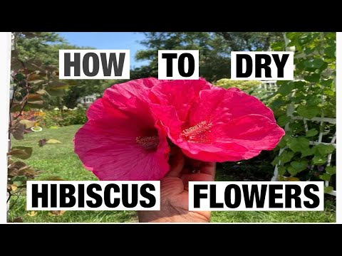 Video: Kuidas Puuvilja- Ja Marjakokteili "Hibiscus Flowers" Kiiresti Ja Lihtsalt Valmistada