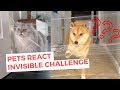 Tiktok| Funny Pets React to the INVISIBLE CHALLENGE