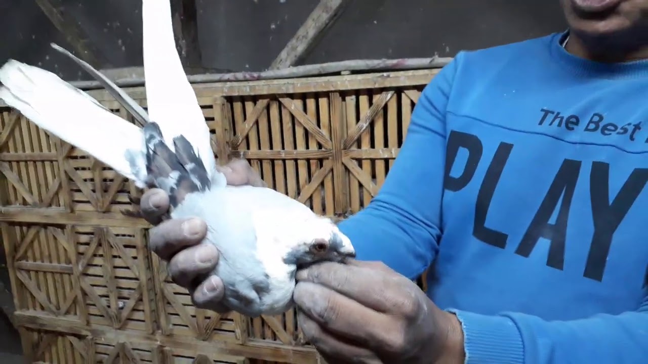 ماتيجي نتفرج الحاج #احمدادم اشتري حمام ايه للمزرعه الجديده الجزالثاني مع#كوتوادم#ابوعمر