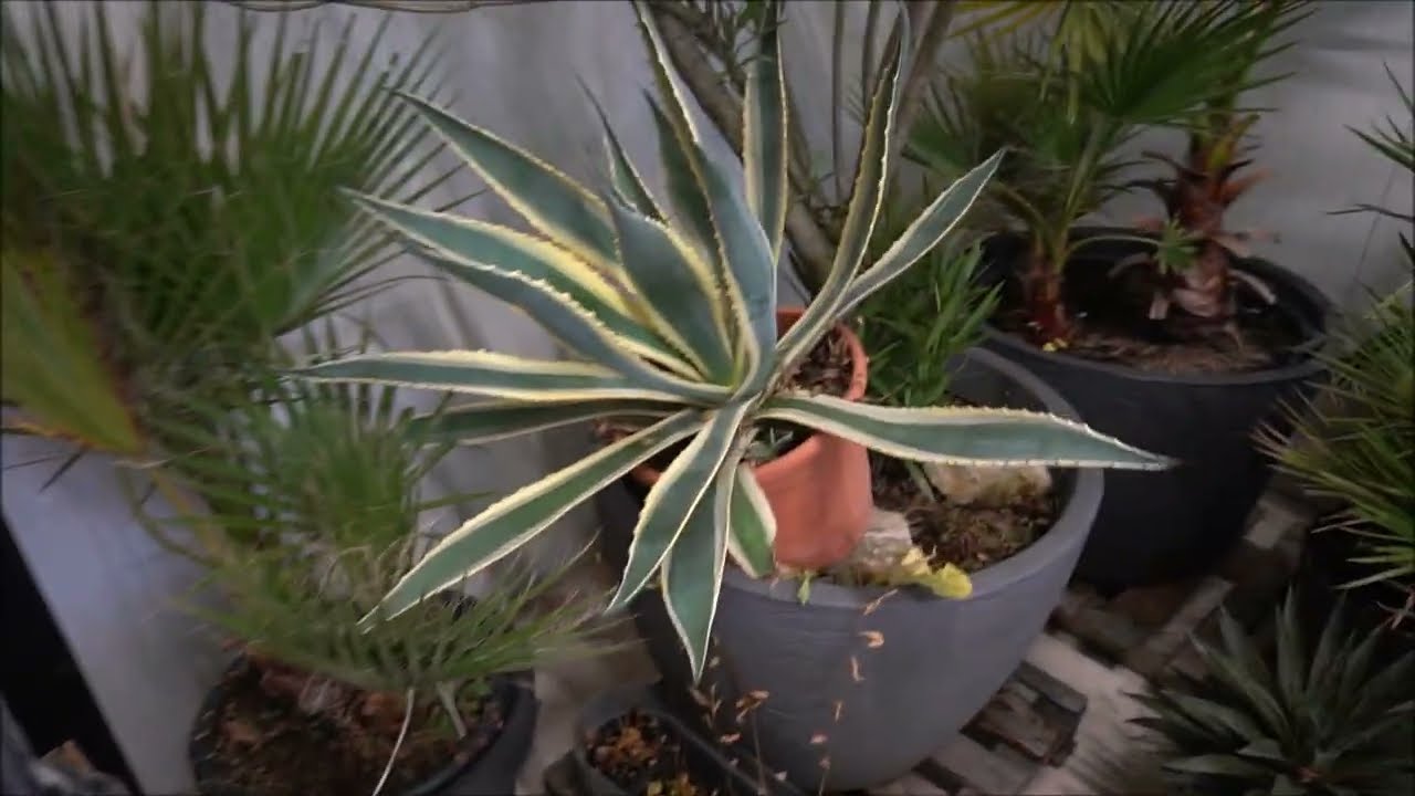 Jak zimuje swoje roślinki egzotyczne. 🌵🌴🌱