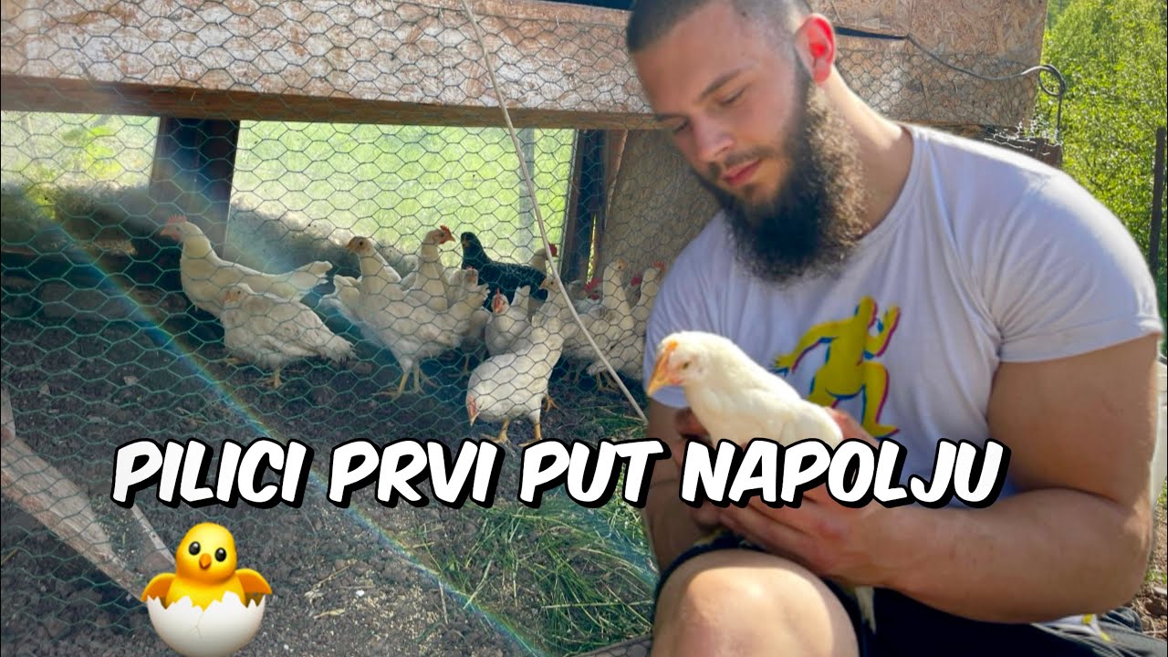 Radna Nedjelja Na Selu: Pravim Izlaz za Piliće i Prskam Kokošinjac Protiv Tekuti! Domace Koke