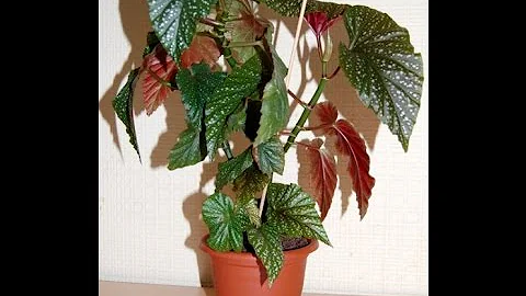КОРОЛЕВСКАЯ БЕГОНИЯ. РАЗМНОЖЕНИЕ.