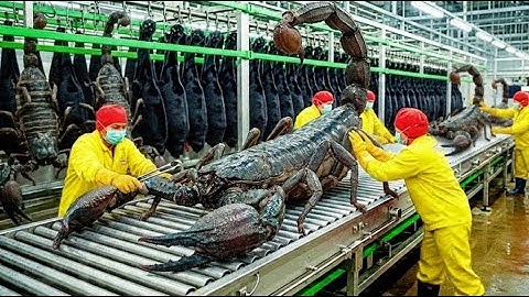 Inside the Giant Scorpion Factory: How Raw Venom Turns Into Joint Medicine (Full Process)