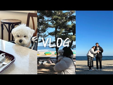 VLOG | 여행 브이로그 | 강릉 1박 2일 🌊 | 라카이 샌드파인 리조트 애견동반 🐶