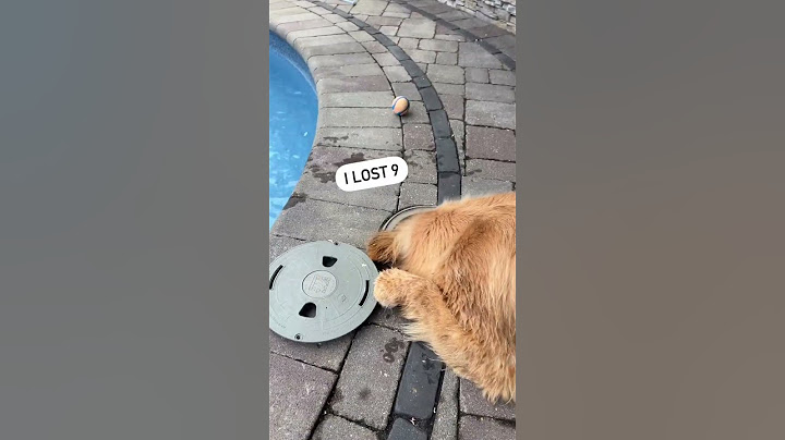 How Many Balls my Dog Loses a Day...