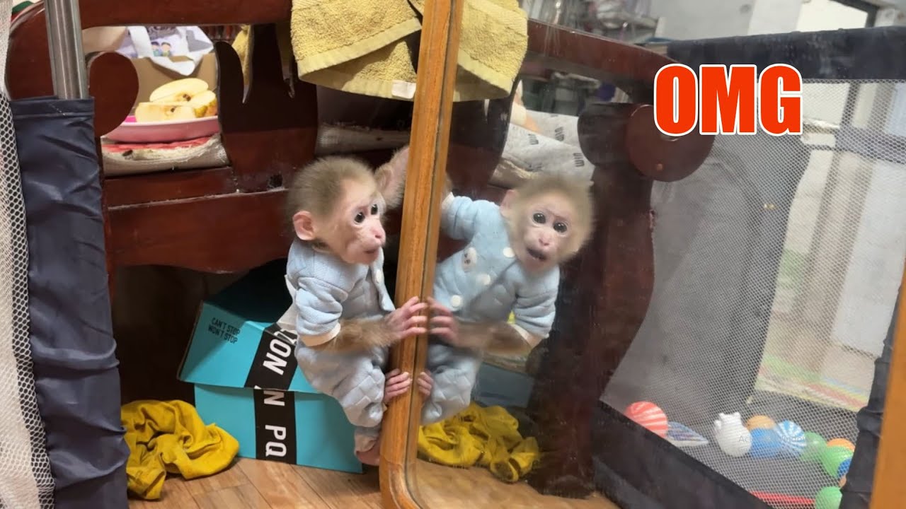 That's so funny 🤣 Tini the monkey's hilarious reaction when he sees himself in the mirror.