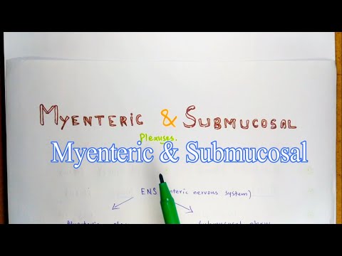 Difference Between Myenteric (Auerbach&rsquo;s) Plexus & Submucosal(Meissner&rsquo;s ) Plexus Of ENS {points}.