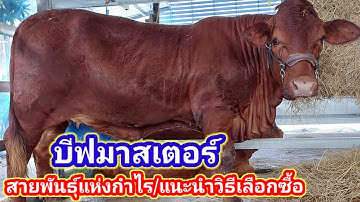 บีฟมาสเตอร์ สายพันธุ์แห่งกำไร/ทำความรู้จักและแนะนำการเลือกซื้อ#พูดจาภาษาวัว