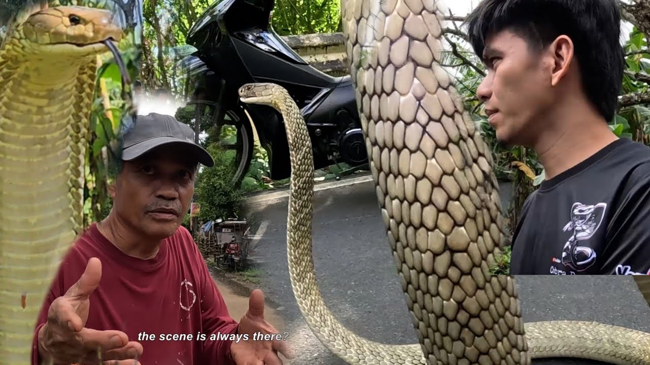 TATLONG T*KLAW  LANG  P*TAY AGAD SA DALAWANG KING COBRA