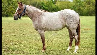 IM SUZIE Q 2017 MARE Sired by Im Countin Checks x Sassy Lil Sue