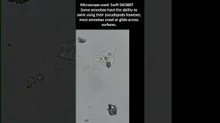 How do amoeba move? Amoeba under the microscope. #microscopy