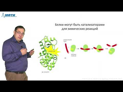 Лекция 1.1.  Основные макромолекулы живых организмов. Трофимов В.В., МФТИ (2021)