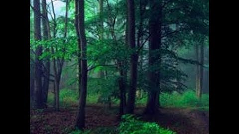 dense forest couple escape video walkthrough