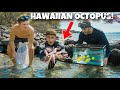 Catching wild octopus for aquarium