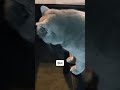 Cat Doppelganger That Confused the Owner