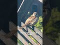 Sparrow Morning Bird Calls Sparrow Morning Bird Calls