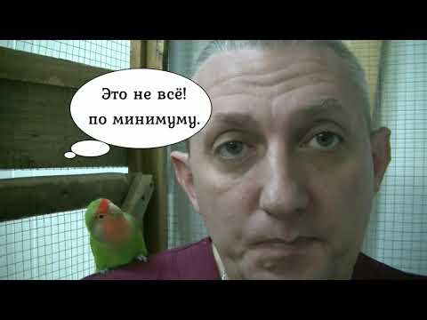 Правильное кормление волнистых попугаев.  Часть 3-я.  Витамины, овощи, фрукты и зелень.
