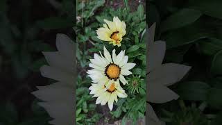 Газания (Gazania).🌼