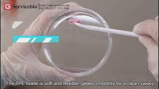 One cell scraper with four functions? CS-PP-2417