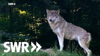 Die Rückkehr der Wölfe - schießen oder schützen? | SWR Mensch Leute