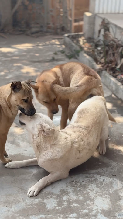 Dog #dog #dogfunny #animals #dogvideo
