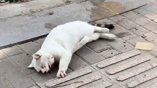 Stray Cat Suffers Accident with Broken Jaw and Ligaments, Rolls in Pain, Seeks Attention