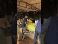 Jay Gaumata #cow #shorts #ytshorts