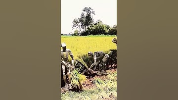 Robots are working very hard on farm work #funny #robots #robotics