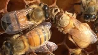 El nacimiento de una abeja reina