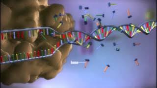 From DNA to protein - 3D