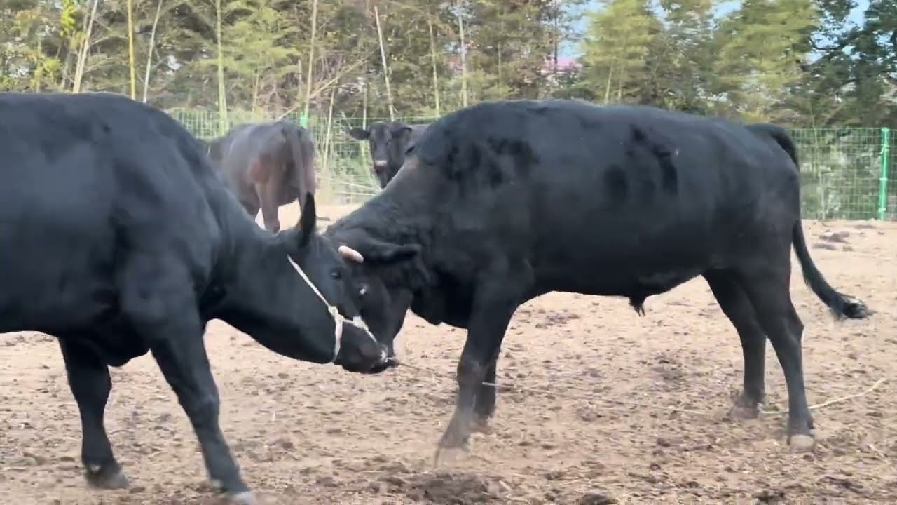 靠这三头母羊繁殖，三年后的规模又要大起来了，想想都有干劲