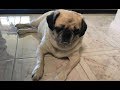 Tips for helping a blind dog adjust - Series 2 Ep 1 Tips for helping a blind dog adjust - Series 2 Ep 1