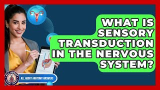 What Is Sensory Transduction In The Nervous System? - All About Anatomy Answers