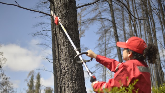 Poda de arboles con motosierra de extensión o telescopica 