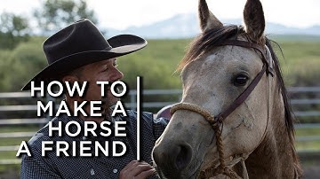 How to make a horse a friend. One cowboy